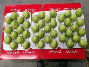 Груша "су" от "ЦинВэй"
