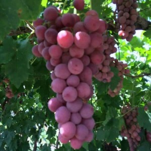 Урожай винограда Синдзян от "ЦинВэй"!